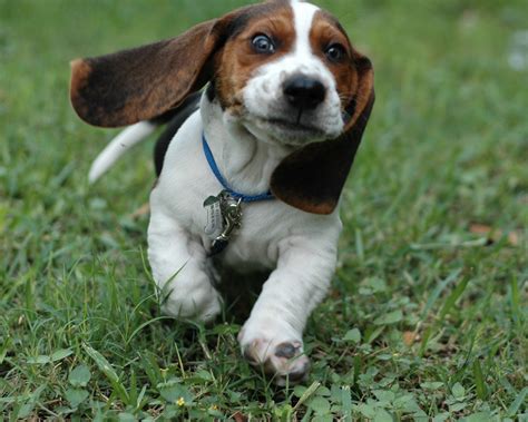 The first Bassets were brought to England and America in the late 1800s, and interest in the breed grew gradually. In 1885, the Basset Hound became one of the first breeds to be AKC recognized. By the mid 1900s, the Basset’s droll expression had won a place in advertising and entertainment and in many new pet owner’s hearts.. 