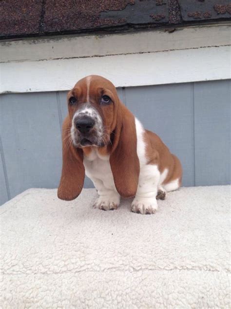 About Good Dog. 4.4 stars. from 1523 reviews. Find a Basset Hound puppy from reputable breeders near you in New Hampshire. Screened for quality. Transportation to New Hampshire available. Visit us now to find your dog.. Basset puppies near me
