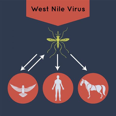 Batı nil virüsü bulaşıcı mı