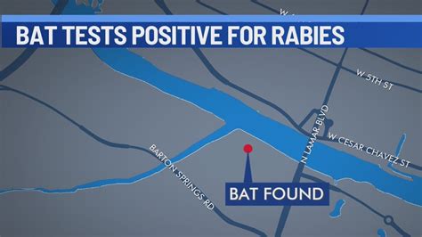 Bat in south Austin tests positive for rabies
