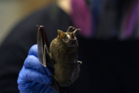 Bat infected with rabies found in Orange County
