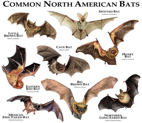 Bat liste