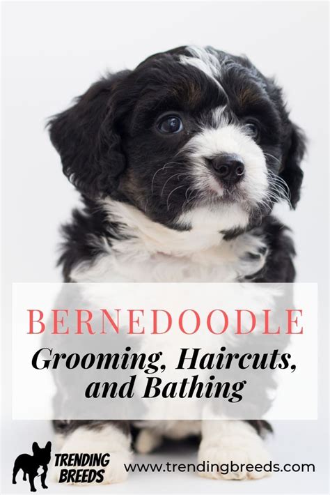 Bathing A Bernedoodle Puppy