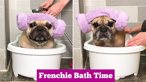Bathing A French Bulldog Puppy
