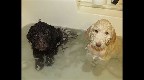 Bathing Labradoodle Puppy