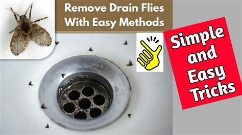 Bathroom flies get rid. Make a mixture of dish soap, water baking soda and vinegar. The mixture should contain a few drops of dish soap, a tablespoon of vinegar, and baking soda per cup of water. Fill it into a spray bottle. Use this to spray on the fruit flies. A few sprays of this mixture are an effective fruit flies repellent. 