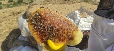 Batman’da arıcılara yüzde 75 hibeli 4 bin adet arı kovanı desteği sağlanacaks