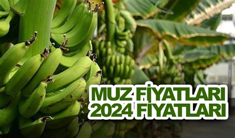 Batman Muz Fiyatları 2025. 
