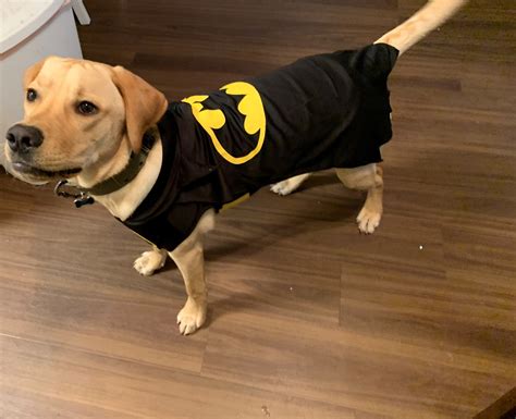Batman outfit for dogs. Things To Know About Batman outfit for dogs. 