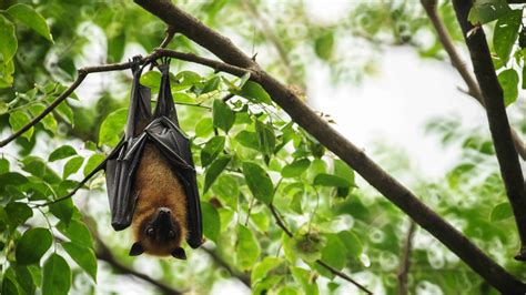 Bats inda. Things To Know About Bats inda. 