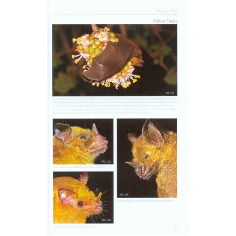 Bats of trinidad and tobago a field guide and natural history. - A practical guide to software licensing for licensees and licensors.