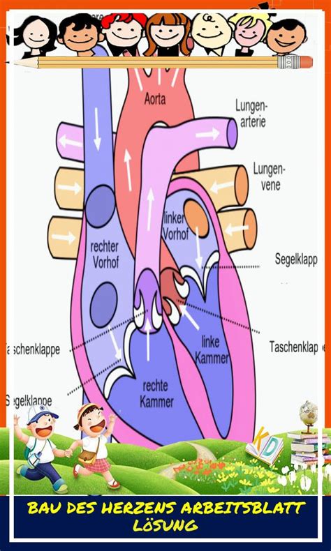 Bau des herzens arbeitsblatt lösung