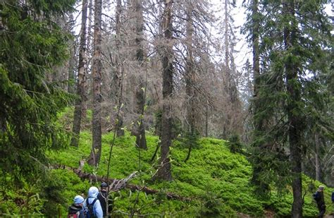 Baumsterben im Schwarzwald nimmt zu – Klimawandel zentraler