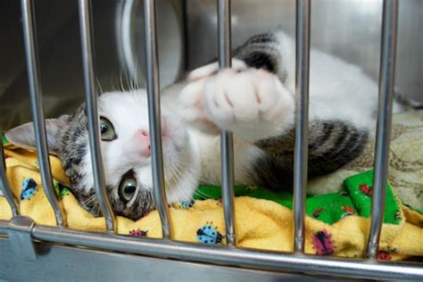 Bay Area animal shelters in need of help