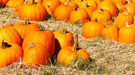 Bay Area businesses listed among top places nationwide to enjoy fall activities