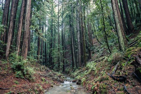 Bay Area outdoors: A day trip or weekend nature jaunt is just what the doctor ordered