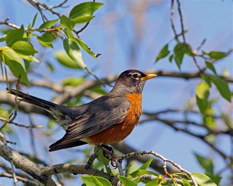 Bay Area transplant being tormented by persistent robin attacking windows
