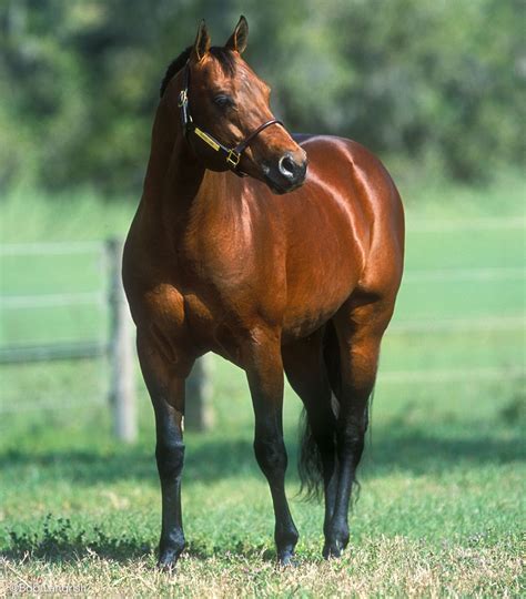 Bay-colored quarter horses are either red, reddish-brown, or tan in color. They have black manes and tails as well as black on their lower legs, regardless of their …. 