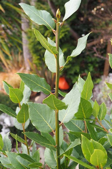 Bay leaf tree. Bay Laurel is an evergreen shrub or small tree with highly aromatic leaves cultivated for its use as a culinary spice. The leaves are commonly placed in a ... 