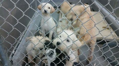 Baytown animal shelter. Things To Know About Baytown animal shelter. 
