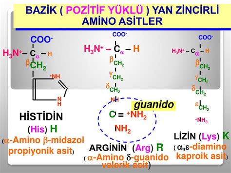 Bazik amino asitler