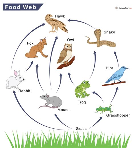 Bbc food web simulation.  The BBC is the world&rsquo;s leading public service broadc...