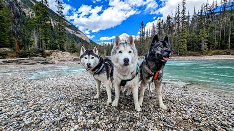 Bbpaws Britt Onlyfans Leak [CLIP] 🍆