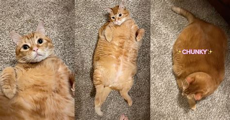 Bbw_Kitty Onlyfans Leak XXX 23 Photos