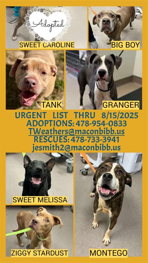 Bcso animal shelter adoption. .  <a href=https://app.properwallet.com.br/vjo0...