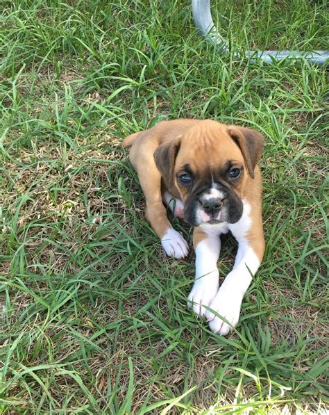 Be sure to check out the available pups link to see available boxer puppies for sale or past litters
