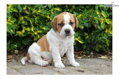 Find Beabull puppies from various breeders in Ohio on this web page. Beabulls are a mixed breed of Beagle and English Bulldog, with playful, loyal and affectionate traits..