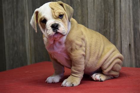 Beabull puppies for sale near me. Things To Know About Beabull puppies for sale near me. 