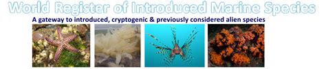 Beach Cusps - MarineSpecies Introduced Traits Wiki