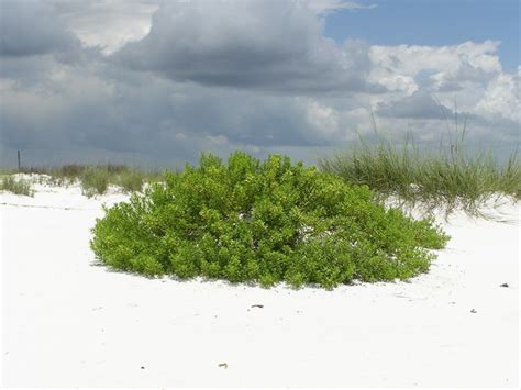 Beach Restoration Plants - University of Florida