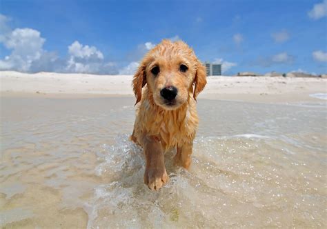 Beach dog. Things To Know About Beach dog. 