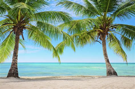Beach palm