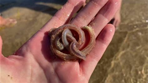 Beach worms. Things To Know About Beach worms. 