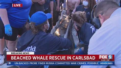 Beached whale in Carlsbad dies after rescue attempt