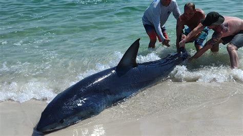 Beachgoers from Texas help beached shark in Pensacola