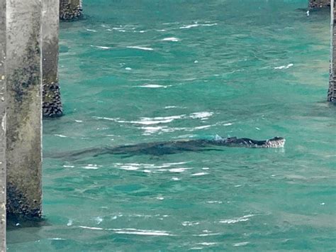 Beachgoers nervous after spotting crocodile in ocean at Pompano Beach