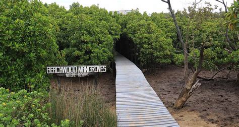 Beachwood Mangroves Nature Reserve - Umhlanga …