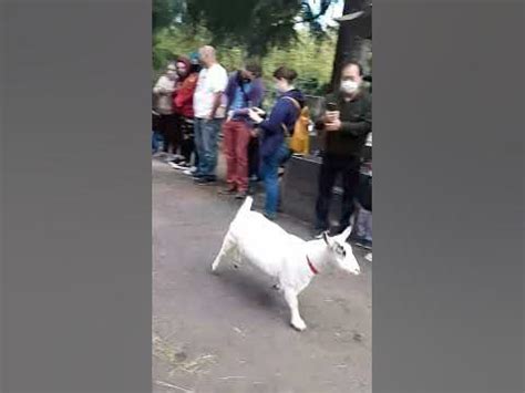 Beacon hill park goat run.  #3 World’s Tallest Totem Beacon Hill Chil...