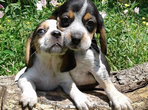 Beagle Breeder Houston, Texas - Houston