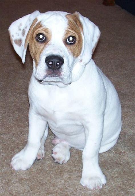 Beagle Bulldog Mix Puppy
