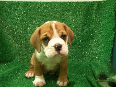 Beagle Bulldog Puppies For Sale