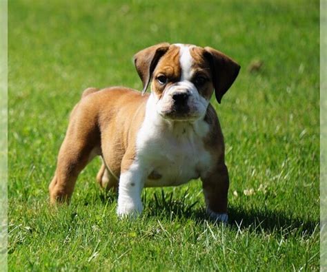 Beagle Bulldog Puppy