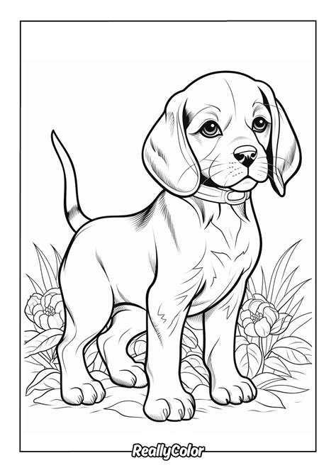 Beagle Coloring Page