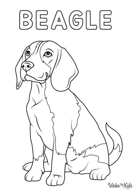 Beagle Coloring Pages