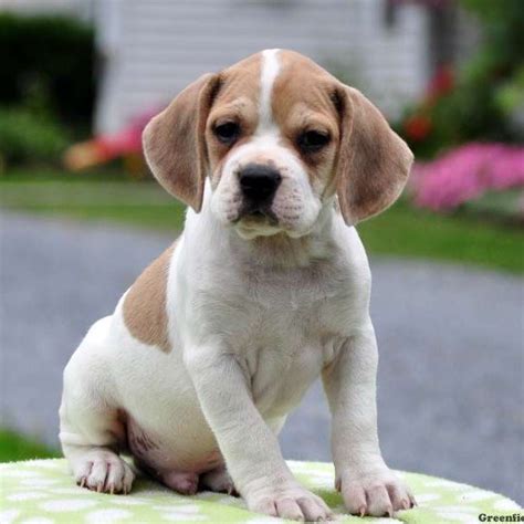 Beagle French Bulldog Puppies