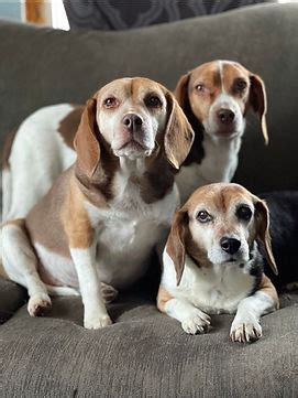 Beagle Genetics NMN kennels United States